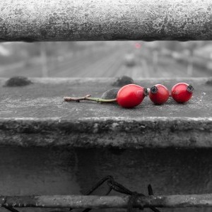 Csipkebogyó - stock fotó - megvásárolható