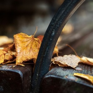 Őszi fotó, pad a prkban, reggeli fényekkel
